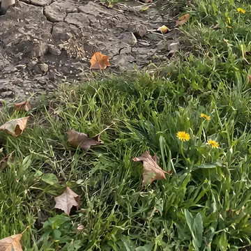 Dandelions in a lawn