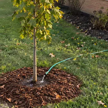 A young tree with a mulch ring and a hose trickling at its base